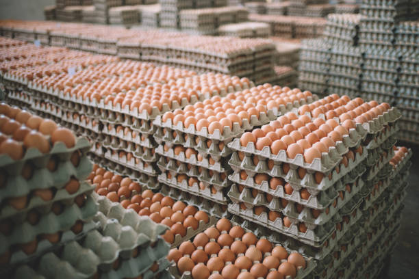 cubetas de huevos
